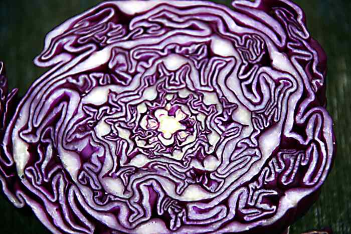 Red cabbage contains health-promoting pigments called anthocyanins.