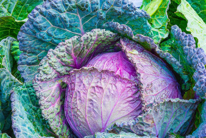 Cabbage of any colour is healthy. 