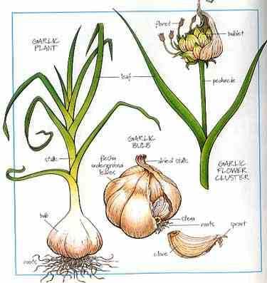 Picture of a garlic plant showing the characteristics of bulbous plants like onion grass