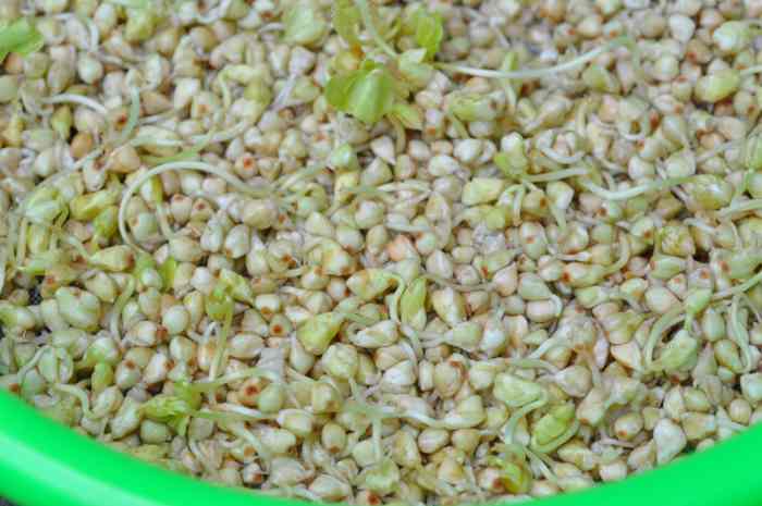 Sprouting Buckwheat to make buckwheat malt. Image: © Siu Ling Hui