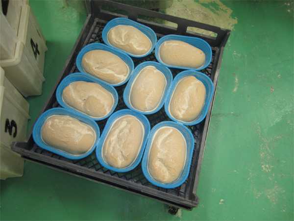 Loaves doing final rise in special "organic bloomers". 