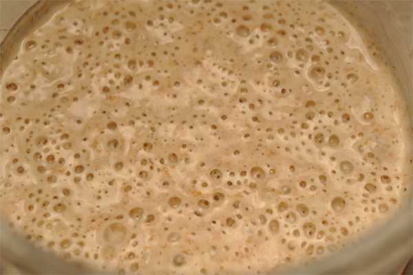 Mature starter. Lots of bubbles indicate very active wild yeasts. 