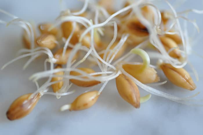 Close up of sprouted barley. Image: © Siu Ling Hui
