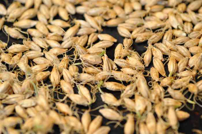 Roasted sprouted barley. Image: © Siu Ling Hui