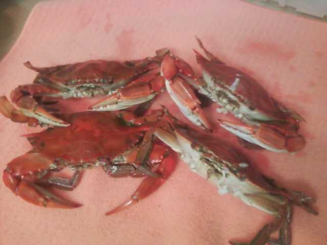 Steamed Blue Crabs