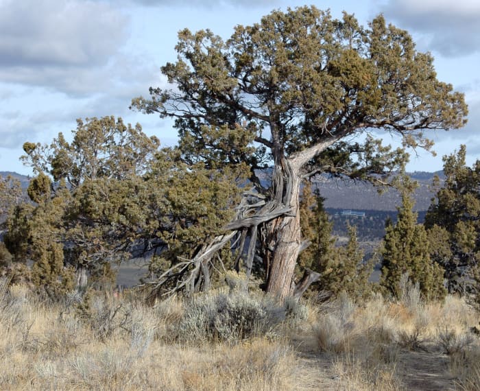 Towering juniper trees hold lush berries but the scrub short junipers are just as prolific.