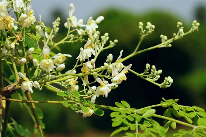 how-to-make-malunggay-tea-home-made-moringa-tea