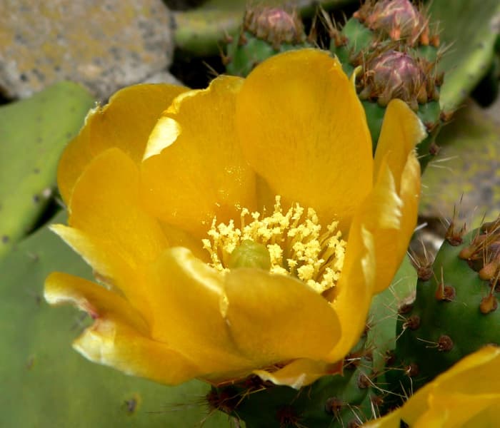 How to Harvest, Prepare, and Eat Prickly Pear Cactus - Delishably