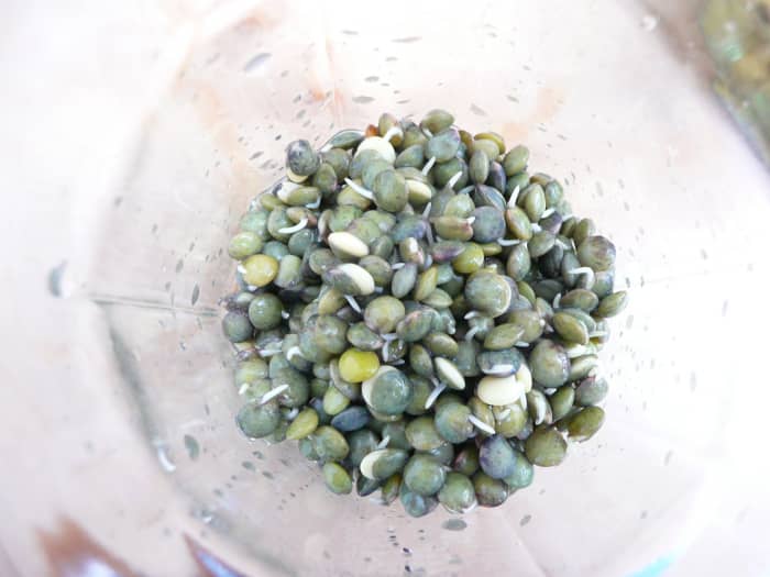 These lentils are just beginning to sprout. It is safe to eat them as soon as shoots develop, but they will taste better when the shoots are longer.