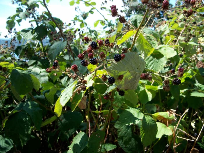 Wild blackberries on the olympic peninsula. Be careful of thorns when picking blackberries!