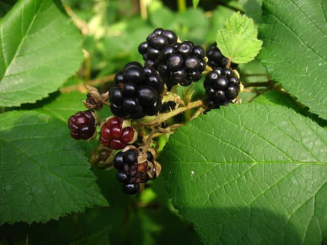 Beautiful ripe blackberries.