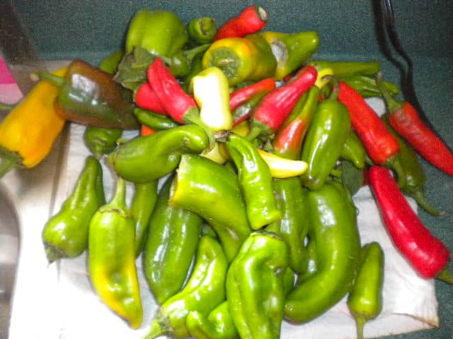 Peppers come in a variety of colors. Try to include plenty of yellow and red peppers for a beautiful mixture.