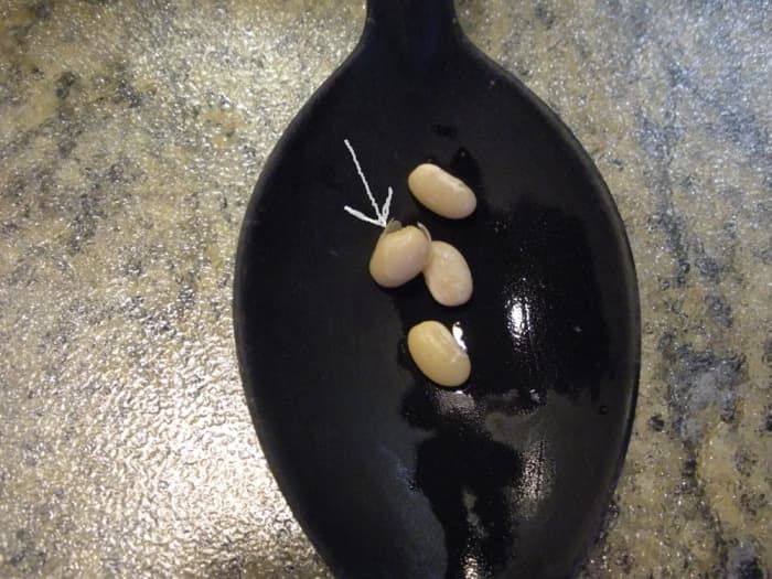This is what you are looking for when you blow upon the beans. The skins should roll back when blown upon.