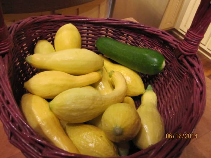 Summer squash just waiting to be made into a scrumptious squash casserole. Squash casserole freezes well.
