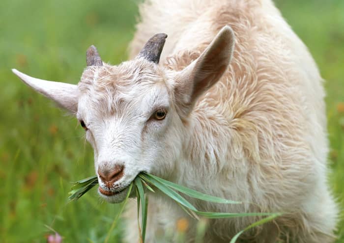 Arabica coffee was first discovered and grown in Ethiopia. According to legend, a goat herder investigated the plant after noticing that his animals became more alert and lively after chewing on the berries of the plant.