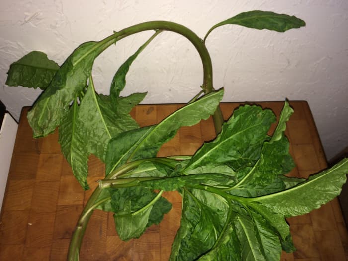 Wear gloves when picking pokeweed in order to avoid contact with the highly toxic roots.