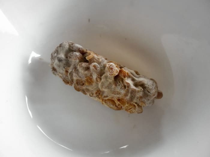Black and grey spores are starting to appear. They are ready to be harvested for making the tempeh starter.