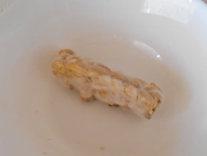 White fluff starts to appear on the piece of tempeh after 12 hours in the incubator. That means the fungus is alive and growing!