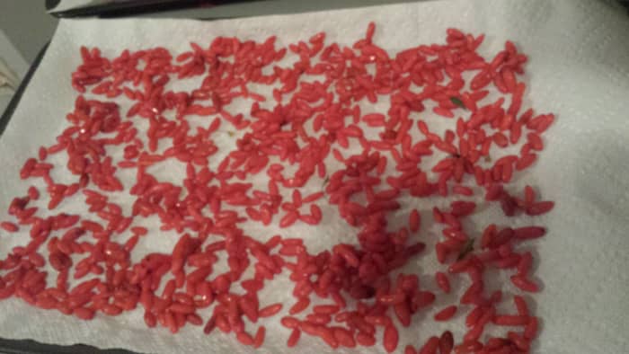 Step three: Leave in a dark area. Run your fingers through the berries every so often to prevent clumps from forming.