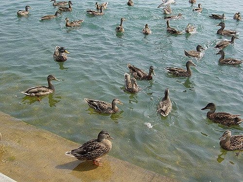 Feeding the ducks or geese in a public park is fun for the kids, but use birdseed or other bird-healthy offerings.