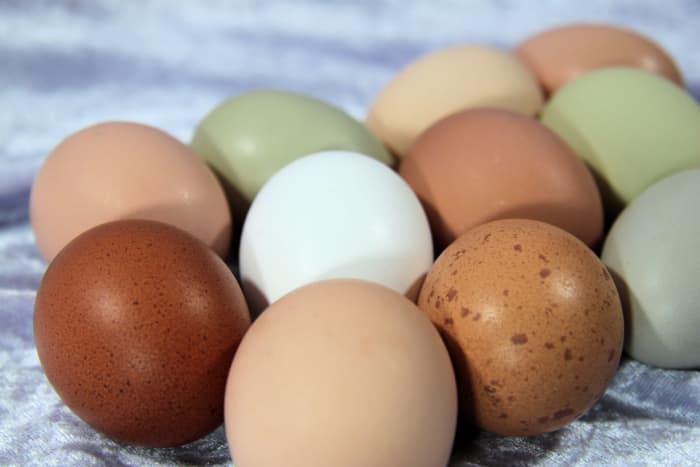 The color of an egg is determined by the hen's genetics. The quality of the egg is contingent on her health and diet.