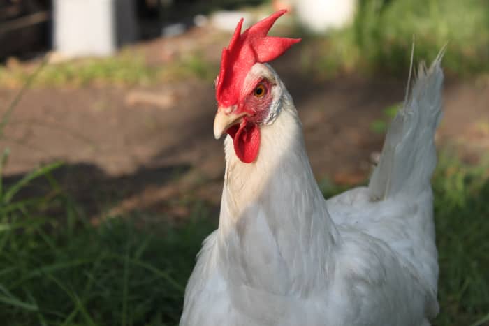 White leghorns are the primary source of white eggs in the USA, but their egg color and feather color is only a coincidence.