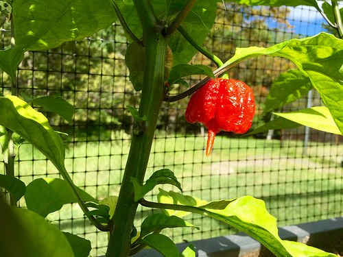 The Carolina Reaper in its natural habitat.