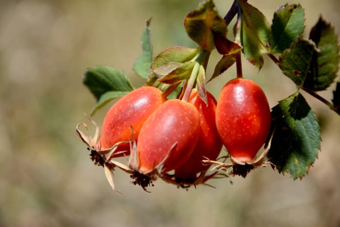The most opportune time to harvest rose hips is in the fall shortly after the first frost, because they tend to be sweeter around then.