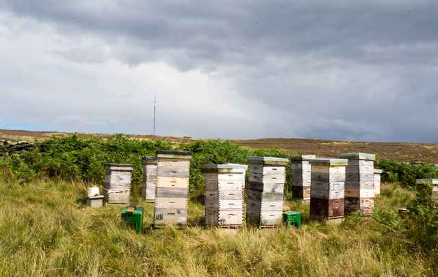 the-adulteration-of-honey