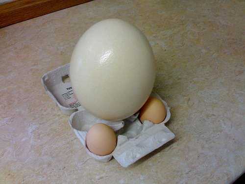 An ostrich egg sitting next to two chicken eggs.