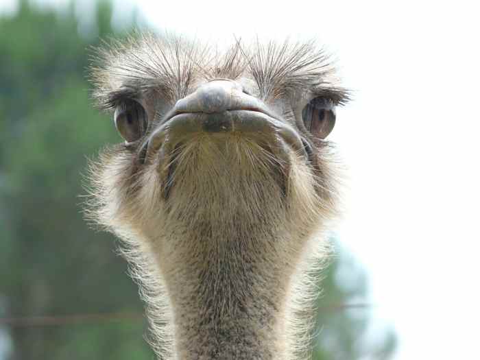 An ostrich can deliver a fatal kick if you steal their eggs.