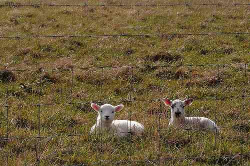 “We can’t wait to grow up so we can become haggis.”