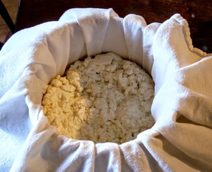My press has been filled almost to capacity. This cheese will remain soggy in the center if the curds are stacked too tall. Two shorter cheeses are better than one big wheel.
