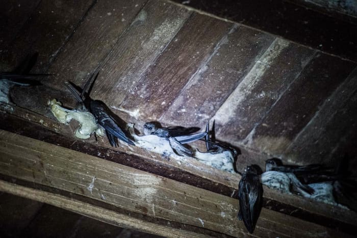 "Farming" edible bird's nests is becoming popular in Malaysia because of the rising demand from China's growing middle class. Manmade bird houses (buildings) are springing up all over the country
