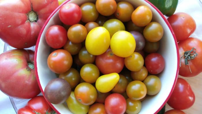A variety of fresh tomatoes.