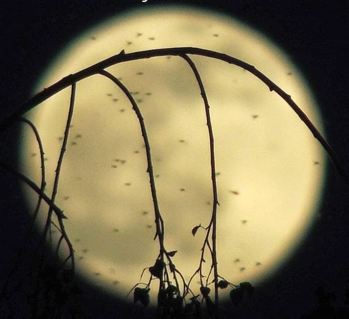 Biting midges, especially culicoides are most active and biting those first few days after a full moon and new moon.