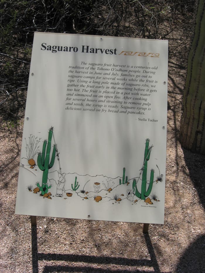 Sign describing Arizona Tohono O'odham Indians harvesting fruit of a Saguaro cactus