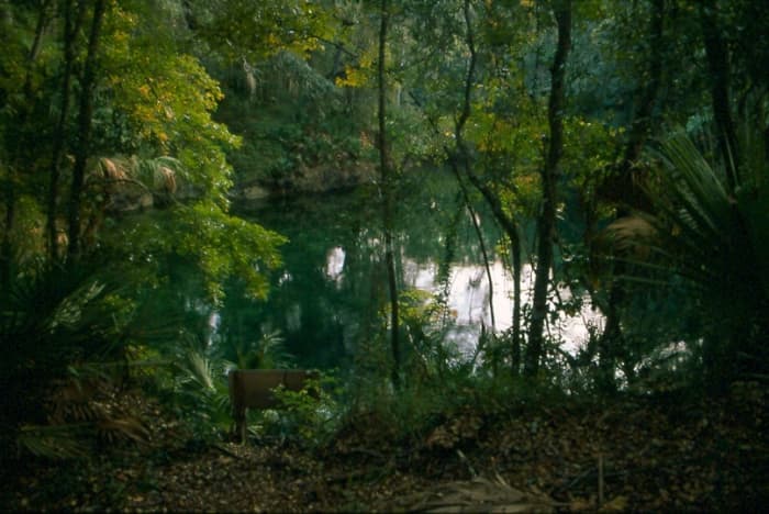 Blue Springs State Park in Florida. It was places like this, that might have convinced De Leon of the fabled Fountain of Youth.