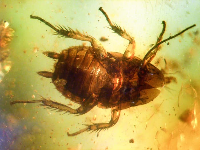 The outer covering of a 40 to 50 million year old cockroach preserved in amber