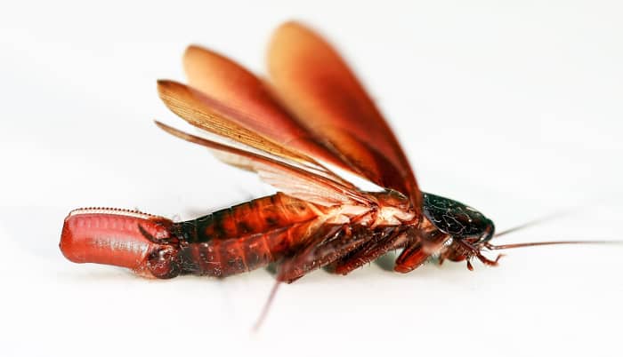 An ootheca, or egg capsule, being laid by a female Periplaneta fuliginosa (the smoky brown cockroach)