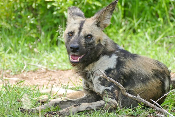 African Wild Dog Facts: Attractive and Endangered Animals - Owlcation