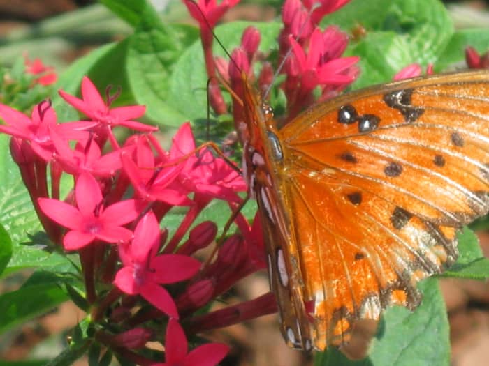 I have not positively identified this butterfly. The closest I have come is the Gulf Fritillary, a member of the Brushfoot Family