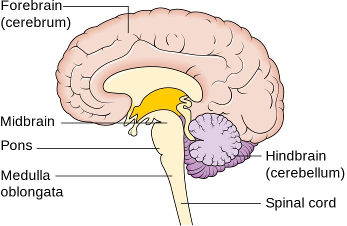 The medulla oblongata, pons, and midbrain form the brainstem (or brain stem) at the top of the spinal cord. The medulla oblongata stimulates inhalation.