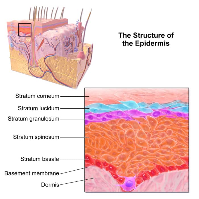 Skin is made of an outer epidermis and an inner dermis. The epidermis consists of five layers. The stratum corneum is the outermost layer.