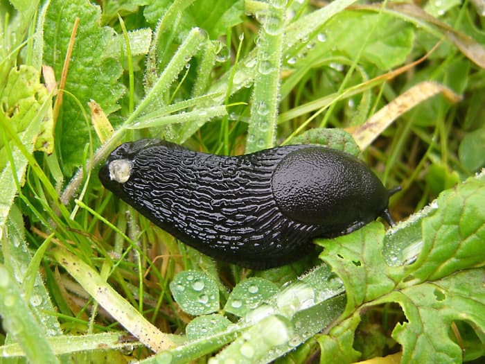 Arion ater or the black slug