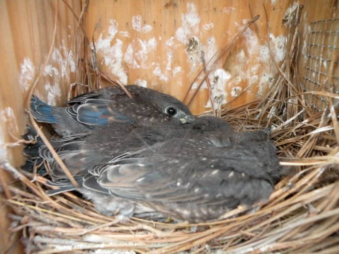 Baby blue birds starting to get their feathers wait in the nest for their mother to bring food.