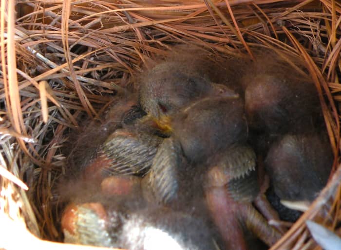 Baby bluebirds with fuzzy feathers are alert looking but very quiet as they wait for their parents to bring food.