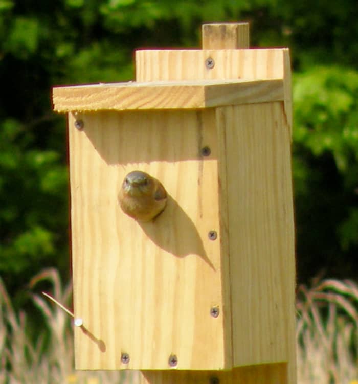 The female bluebird will sometimes peek out of the box while she is tending her eggs, perhaps hoping that her mate will deliver a tasty snack.