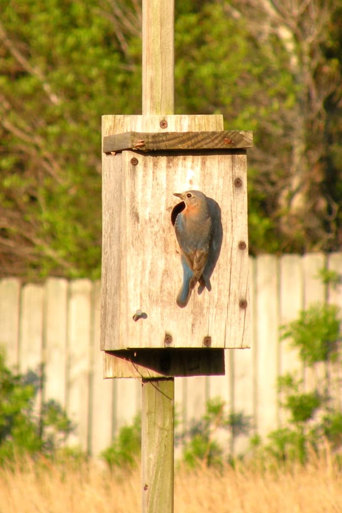 Pictures of Bluebirds, Bluebird Houses, and How to Attract Bluebirds