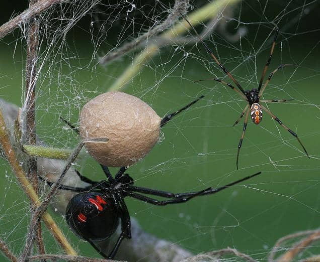 A very lucky male black widow that has managed to survive the mating ritual waits with the female and her egg sac. Hope mommy doesn't get hungry!